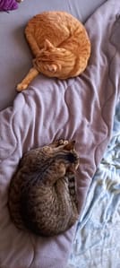 [Justine CM] Sora, ma chatte tigrée brune, et Auron, mon chat tigré roux, dormant en boule sur mon lit.