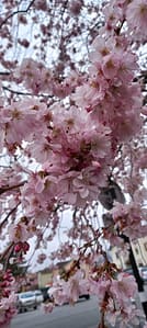 [Justine CM] Fleurs de cerisier rose pâle