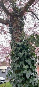 [Justine CM] Cerisier en fleurs envahi par un lierre aux feuilles vert foncé.
