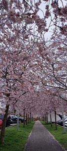 [Justine CM] Allée encadrée par des cerisiers en fleurs (rose pâle). De chaque côté, des places pour se garer.