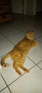 [Justine CM] Mon chat tigré roux aux yeux verts, Auron, couché sur mon carrelage blanc.