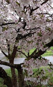 [Justine CM] Fleurs de cerisier blanches