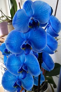 [Justine CM] Momo Phalaenopsis bleu profond.