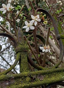 [Justine CM] Fleurs de cerisier blancs qui s'épanouissent sur le haut d'une grille en fer recouverte de mousse et de lichen.