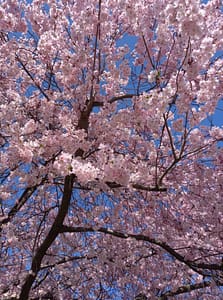 [Justine CM] Fleurs de cerisier rose pâle sur un fond de ciel bleu