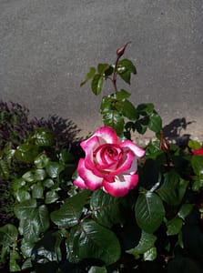 [Justine CM] Rose aux pétales blancs bordés de rose vif