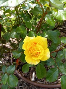 [Justine CM] Rose jaune