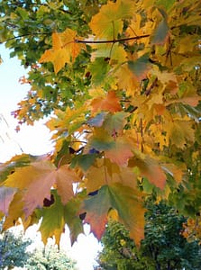 [Justine CM] Arbre aux feuilles de châtaignier jaunes, ou en parties orangées, ou en partie vertes.
