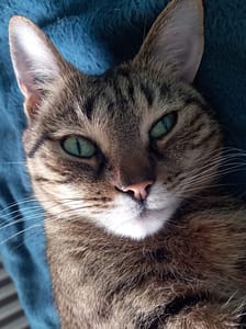 [Justine CM] Ma chatte Sora, dont on voit bien la tête : yeux verts (dont un qui louche sur la photo), museau blanc, reste de la fourrure brune et tigrée.