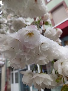 [Justine CM] Fleurs de cerisier blanches sous la neige