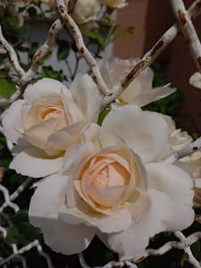 [Justine CM] Roses blanches légèrement orangées au cœur qui s'épanouissent à travers un grillage blanc rouillé.