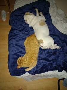 [Justine CM] Starky, mon bouledogue blanc tacheté de brun, et Auron, mon chat roux, qui dorment sur le lit de ma maman, l'un à l'envers de l'autre, postérieur contre postérieur presque.