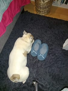 [Justine CM] Mon chient Starky, bouledogue blanc tacheté de brun, couché sur mon tapis bleu nuit, à côté de mes chaussons bleus, dans ma chambre.