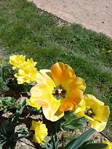 [Justine CM] Tulipe jaune orangée