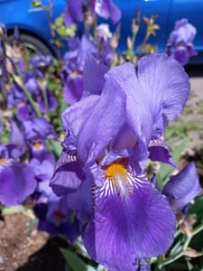 [Justine CM] Iris violet