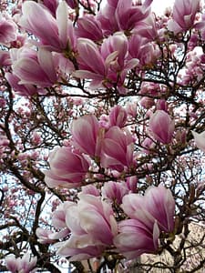 [Justine CM] Magnolia de Soulange (arbre). Pétales longs roses virant au blanc.