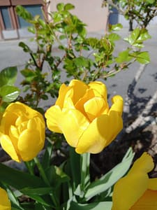 [Justine CM] Tulipes jaunes