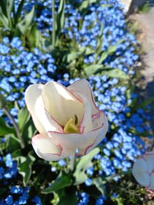 [Justine CM] Tulipe blanche aux pétales bordés d'un rose soutenu