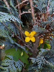 [Justine CM] Petite fleur jaune à quatre pétale qui pousse entre les branches d'un sapin.