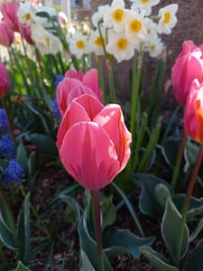 [Justine CM] Tulipe rose orangée
