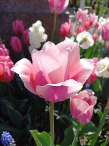 [Justine CM] Tulipe rose