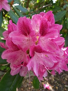 [Justine CM] Rhododendron rose