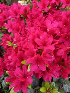 [Justine CM] Rhododendron rouge