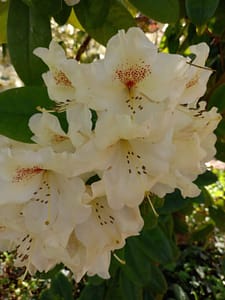 [Justine CM] Rhododendron blanc