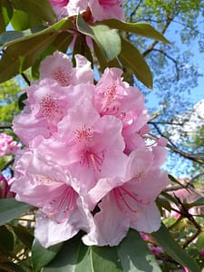 [Justine CM] Rhododendron rose pâle