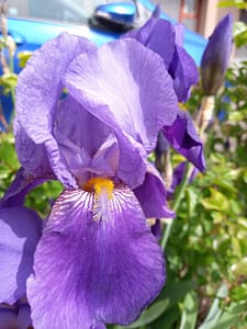 [Justine CM] Iris violet