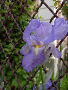 [Justine CM] Iris violet pâle à travers un grillage rouillé