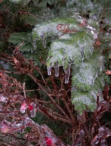 [Justine CM] Photo d'une branche basse de sapin côtoyant des ronces, pris dans le gel. Prise en décembre 2022.