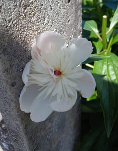 [Justine CM] Fleur blanche aux pétales ronds et à l'intérieur, des pétales dentelés.