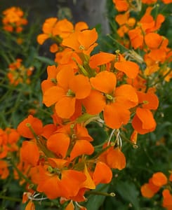 [Justine CM] Petites fleurs orange