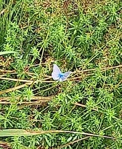 [Justine CM] Petit papillon bleu sur de l'herbe. Photo prise de loin, assez floue.