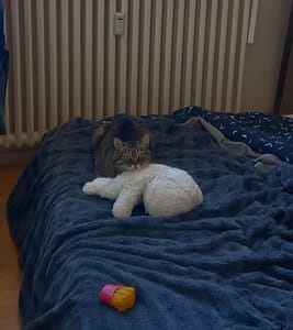 [Justine CM] Sora, ma chatte tigrée brune, couchée sur une peluche de nounours blanc, sur le lit de ma maman. On voit un jouet de mon chien Starky (cornet de frites en plastique).