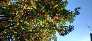 Frondaisons de feuilles de chêne sur un ciel bleu, feuilles vertes, oranges, jaunes...