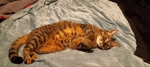 [Justine CM] Sora, ma chatte tigrée brune aux yeux verts, couchée sur le côté et qui me regarde.