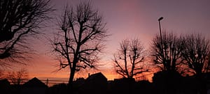 [Justine CM] Photo d'un ciel au soleil couchant avec des couleurs roses, orange, violet pastel. Plusieurs arbres en silhouettes à contrejour.