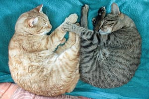 [Justine CM] Auron et Sora, qui dorment sur un plaid bleu turquoise, face à face, les pattes entremêlées. Auron est un chat tigré roux aux yeux verts, Sora une chatte tigrée brune aux yeux verts.