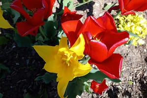 [Justine CM] Tulipes à fleurs de lys (une jaune, une rouge).