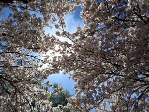 [Justine CM] Fleurs de pommier blanches sur un fond de ciel bleu et le soleil en constraste