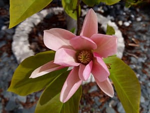 [Justine CM] Grosse fleur rose en pot, aux pétales longues, avec un pistil assez gros, aux anthères jaunes.
