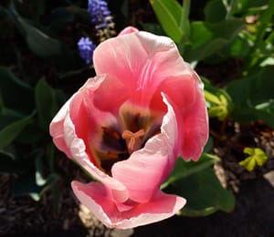 [Justine CM] Tulipe rouge pâle bordée de blanc, avec un cœur noir et des anthères jaunes.