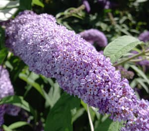 [Justine CM] Arbre à papillons violet. Petites fleurs en grappes, comme le Lilas.