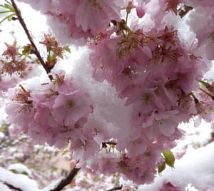 [Justine CM] Fleurs de cerisier rose pâle sous la neige