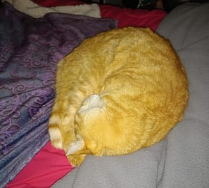 [Justine CM] Mon chat roux, Auron, qui dort en boule sur mon lit