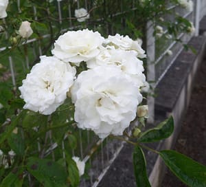 [Justine CM] Roses blanches traversant un grillage