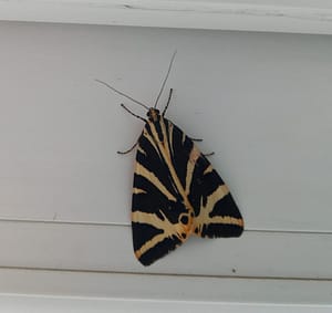 [Justine CM] Papillon Écaille Chinée, au repos ici, dont les ailes sont noires striées de blanc.