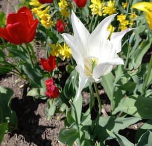 [Justine CM] Tulipe à fleur de lys blanche